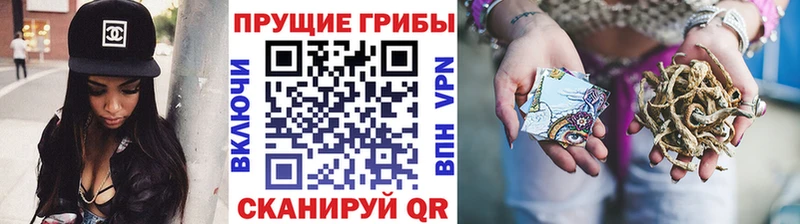 купить наркоту  Лагань  Псилоцибиновые грибы Psilocybine cubensis 